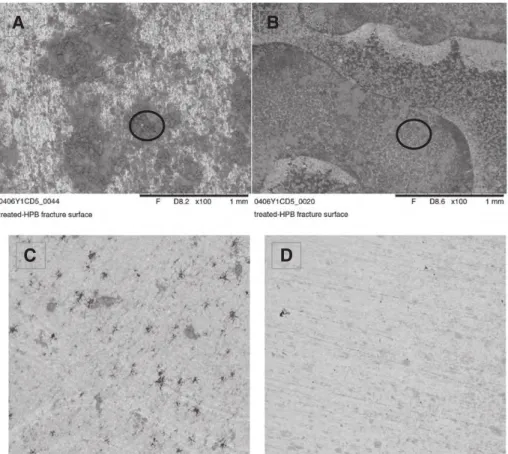 Fig. 4. Micro-photographs of coupons after 600 h of immersion in MIXED water: (A) SEM image of layer formed in the coupon with bacteria