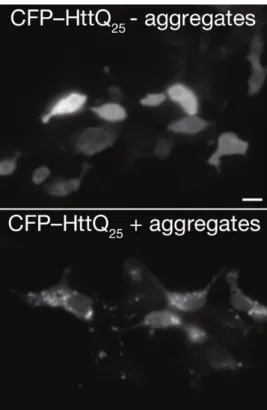 Figure 0.6  Les propriétés prioniques de la mHTT.