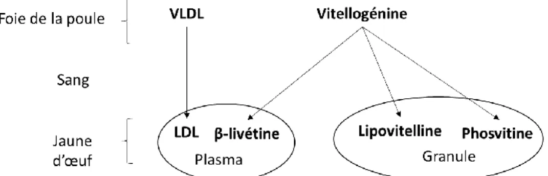 Figure 2.  Les précurseurs des protéines du jaune d'œuf (Chay Pak Ting et al., 2011)