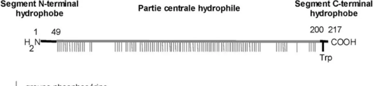Figure 4. Représentation schématique de la structure de la phosvitine (Anton et al., 2007)