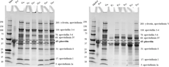 Figure 9. SDS-PAGE protein profile of granule (A) and plasma (B) fractions.  