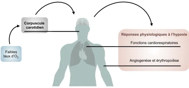 Figure 2. Réponses physiologiques à l'hypoxie 