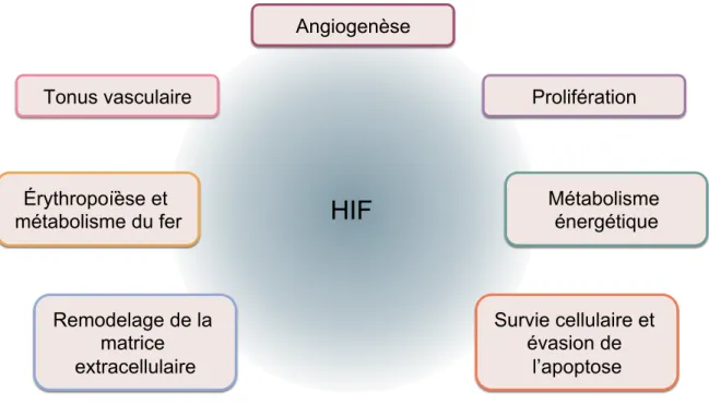Figure 3. Implication des HIF dans plusieurs caractéristiques du cancer   