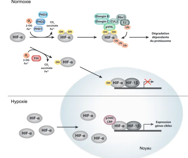 Figure 5. Régulation des sous-unités alpha dépendante de l’oxygène  