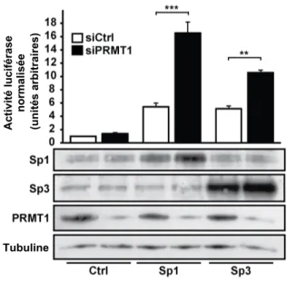 Figure 9. Répression de l’activité transcriptionnelle de Sp1 et Sp3 par PRMT1   