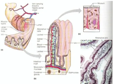 Figure 3 : Structure de l'intestin grêle (d'après Science Directe). 