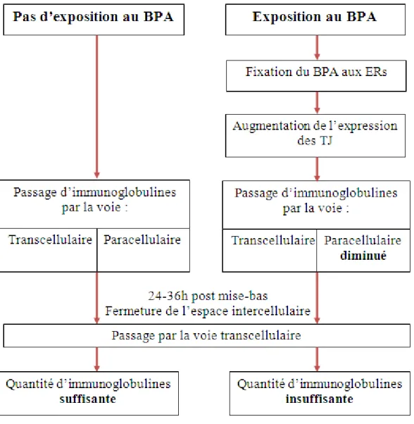 Figure 7 : Schéma comparatif de la quantité d'immunoglobuline supposée acquise en présence ou en  absence de BPA