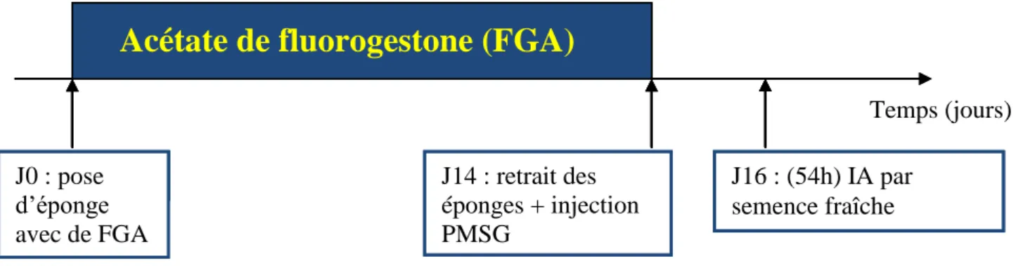 Figure 8 : Traitement de synchronisation classique réalisé chez les ovins 