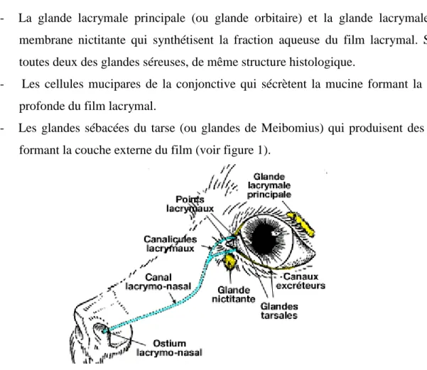 Figure 2: point lacrymal 