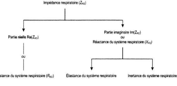 Figure 2 - Impedance du systeme respiratoire (ZRS) et ses deux subdivisions : la partie reelle Re(Z RS ) (gauche), qui  traduit la resistance du systeme respiratoire (R RS ) et la partie imaginaire lm(Z RS ) ou reactance (droite), provenant des  composante