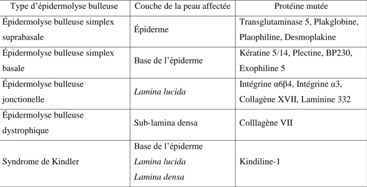 Tableau 1. Localisation et protéines mutées des épidermolyses bulleuses selon les  différentes couches de la peau 