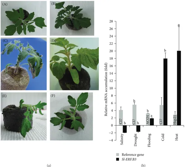 Figure 1: Expression pattern of Sl-ERF.B.3 gene, in aerial parts of wild type tomato plants, in response to five abiotic stresses
