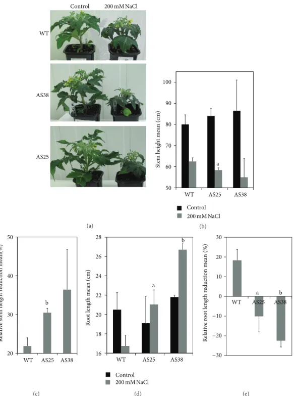 Figure 2: Salt stress effect on wild type and Sl-ERF.B.3 antisense lines growth. (a) Photographs of both Sl-ERF.B.3 antisense transgenic tomato lines (AS38 and AS25) and wild type (WT) were taken at sampling time after six weeks of treatment (irrigation by