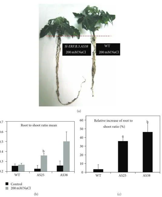 Figure 3: Salt stress effect on root to shoot ratio of Sl-ERF.B.3 antisense transgenic lines (AS25 and AS38) and wild type (WT) tomato plants