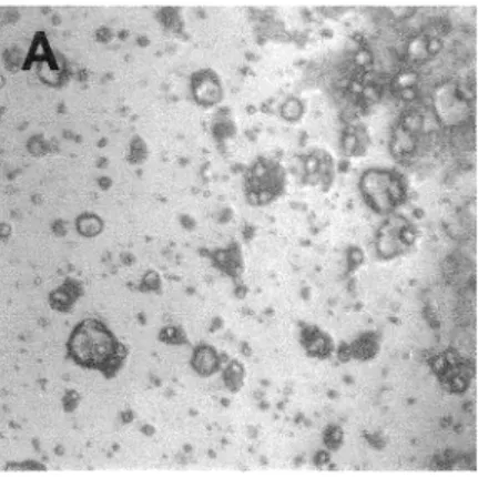 Figure 20.  Régulation de la morphogenèse par  immunoneutralisation des sous-unités  a2  et  a3  des 