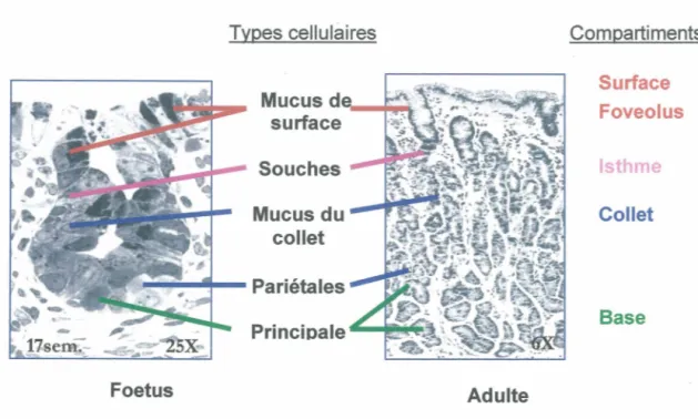 Figure 3 : Les types cellulaires et leur compartiment  Foetus  Types cellulaires Souches Mucus du collet  Adulte  Compartiments Surface Foveolus Isthme Collet Base 