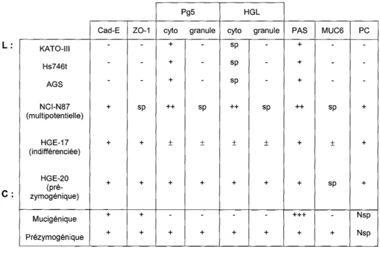 Table  1 :  Lignées  épithéliales  gastriques  humaines  et  leurs  caractéristiques  (Chailler et al., 2005; Basque et al., 2001) 