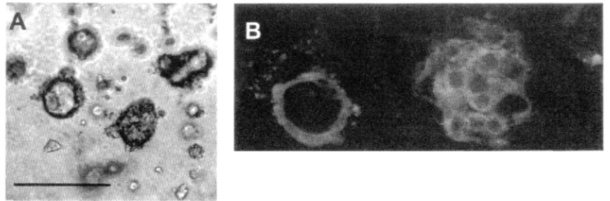 Figure 6.  Morphogenèse des sphéroïdes analysée par  différentes techniques de microscopie 