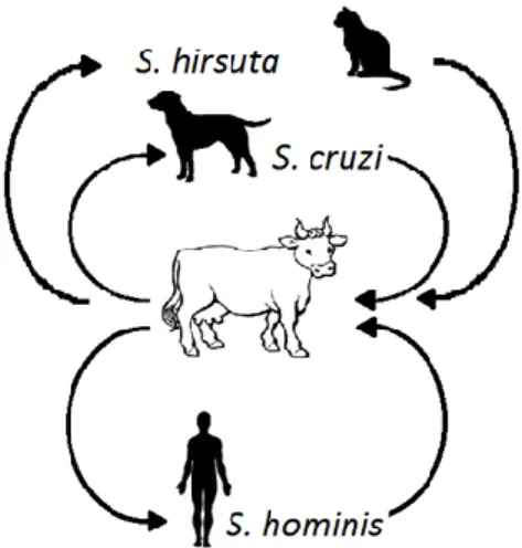 Figure 1 : Cycle des principales espèces de sarcosporidies des bovins. 