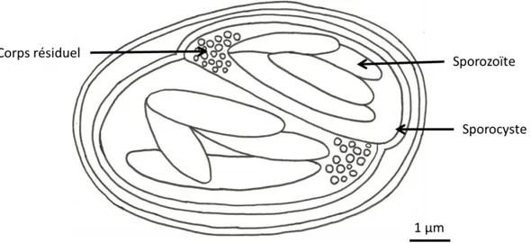 Figure 5 : Schéma d’un ookyste 