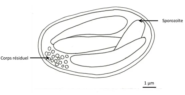Figure 6 : Schéma d’un sporocyste 