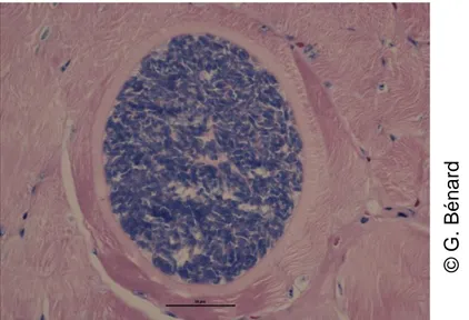 Figure 7 : Schéma d’un kyste sarcosporidien 