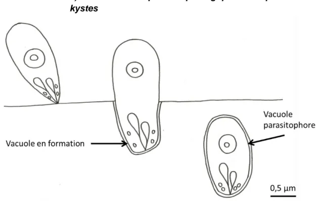 Figure 8 : Schéma de la pénétration du bradyzoïte dans la cellule hôte 