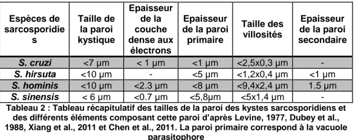 Figure 10 : Schéma d’un bradyzoïte 