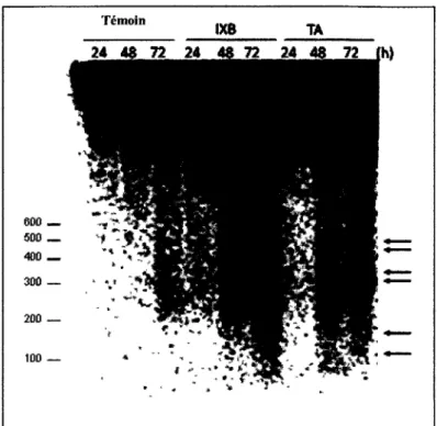 Figure 5 : Southern blot de l'ADN genomique extrait a partir de plantules traitees avec 2  pi de Methanol (temoin), 1 pM d'lxb ou 0,5 pM de TA, apres 24, 48 et 72 heures