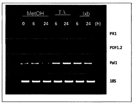 Figure 6 : RT-PCR pour les genes PR1, PDF1.2, Pall et 18S (controle) sur des plantules 3  jours a 0, 6 et 24 heures de traitements avec 2 pi de Methanol, 1 pM d'lxb ou 0,5 pM de 