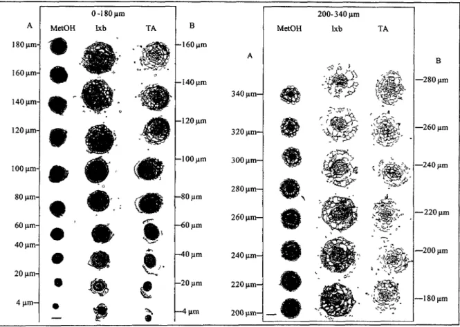 Figure 8: Coupes transversales de l'extremite racinaire d'A. thaliana apres 48 heures de  traitement avec du Methanol, 0,5 pM Ixb ou 1 pM TA