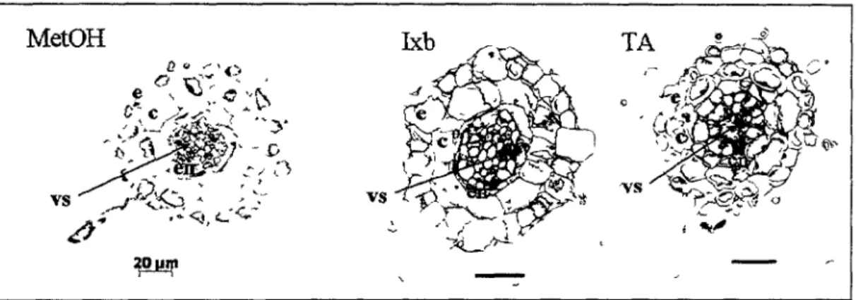 Figure  9 : Correspondance entre les differentes couches cellulaires dans la zone de  differentiation de la ratine
