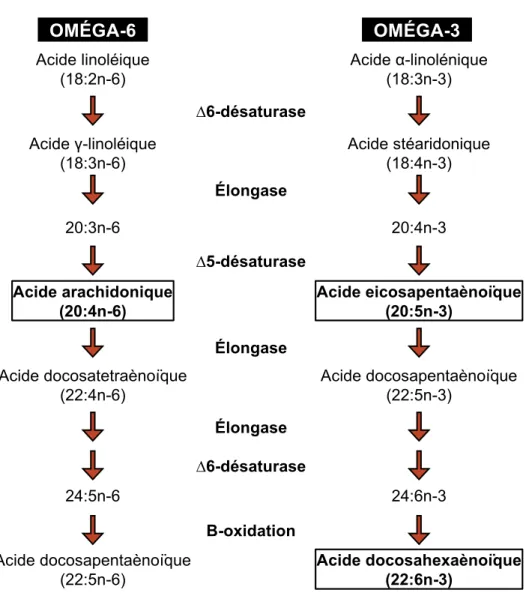 Figure 1.1 : La voie métabolique de la biosynthèse des acides gras polyinsaturés.  Cette  thèse  touche  principalement  les  trois  PUFA  encadrés,  soit  l’acide  arachidonique  (AA),  l’acide  eicosapentaènoïque  (EPA)  et  l’acide  docosahexaènoïque (D