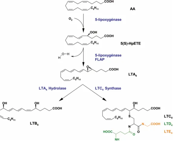 Figure 1.3 : La biosynthèse des leucotriènes 