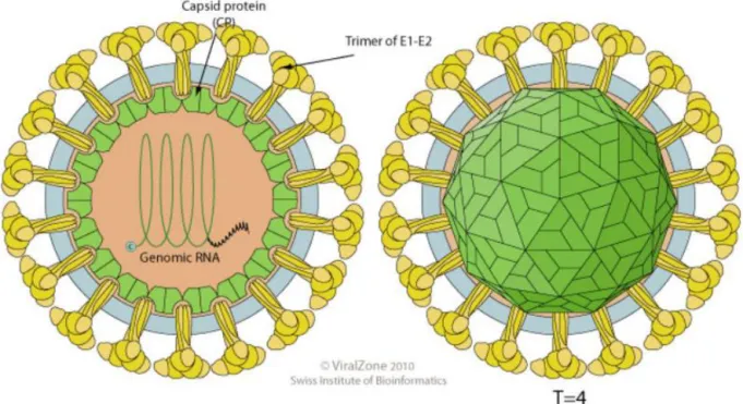 Figure 1 : Structure de CHIKV. La particule virale est sphérique, enveloppée, de symétrie icosaédrique et possède  un diamètre de 65-70nm