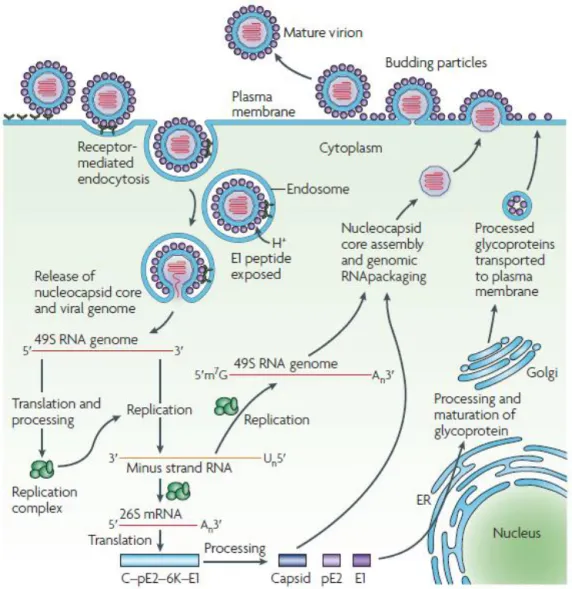 Figure 3 : Cycle de réplication du CHIKV. Le virus pénètre dans la cellule par endocytose, l’acidification de la  vésicule provoque un changement de conformation des protéines virales d’enveloppe qui expose le peptide de fusion 