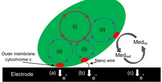 Figure  1.9  Shows  direct  electron  transfer  mechanism  between  electroactive  bacteria and anode electrode surface by  (a) outer membrane bound cytochromes  and  (b)  electronically  conducting  nanowires  (c)  Shows  MET  mechanism  with  two  propos