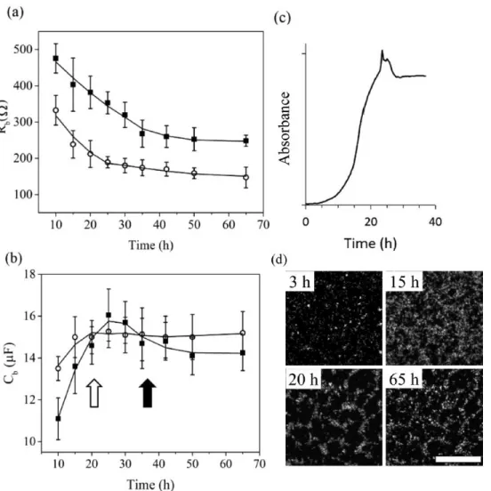 Figure  2.5  Trends  of  R b   (a)  and  C b   (b)  during  templated  biofilm  growth  at  the  working  electrode  corner  ()  and  middle  ()