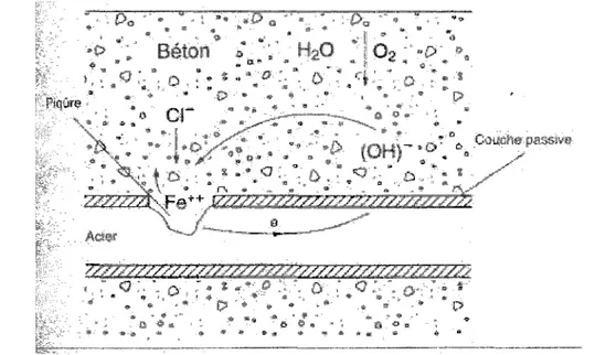 Figure 2.1 Schema de la corrosion electrochimique en presence de chlorures (Neville,  2000) 