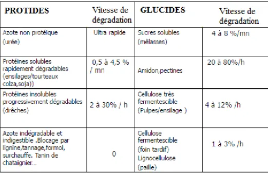 Tableau 1 : Vitesse de dégradation des protides et glucides dans le rumen  (d’après C