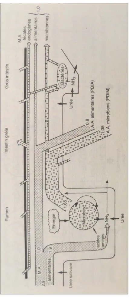 Figure 3 : Schéma représentant l’utilisation digestive des matières azotées chez les ruminants (Vérité &amp;  Peyraud, 1988)