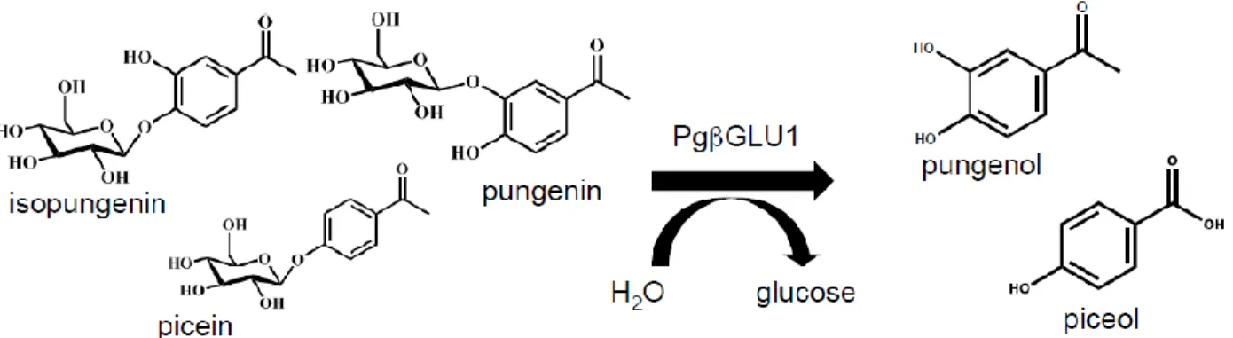 Figure 2 : Structure des deux acétophénones et de leur aglycone (Mageroy et al. 2017) 