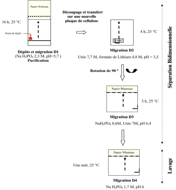 Figure 23 : Chromatographies successives pour la purification et la séparation des adduits sur des plaques  dePEI-cellulose