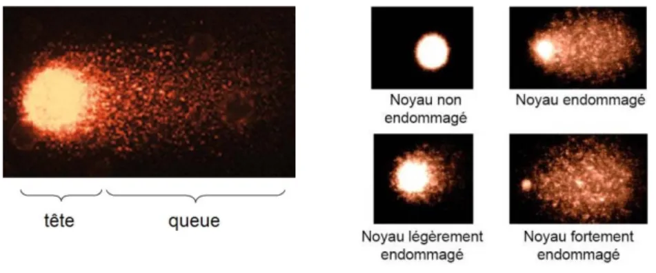 Figure 12 : Description d’une image de type « comète » et caractérisation de noyaux endommagés et non  endommagé