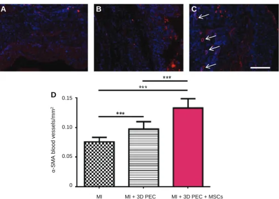 Fig. 9. Effect of 3D PEC scaffold implantation on neovascularization. Photomicrographs of myocardial sections immunostained with anti- a -SMA (red) in infarcted rats (A), PEC scaffold-implanted rats without (B) and with MSCs (C)