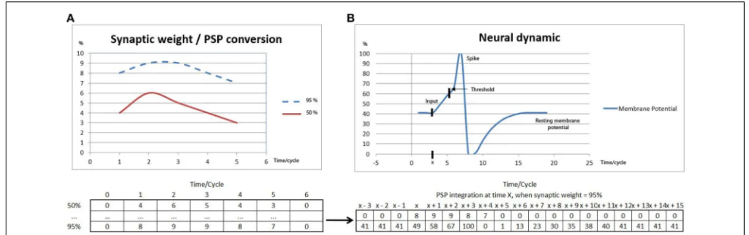 FIGURE 1 | (A) Two different samples of synaptic weight values (see Table 2 in the Supplementary material) associated to PSPs, representing the membrane potential changes integrated on a 5 cycles time duration