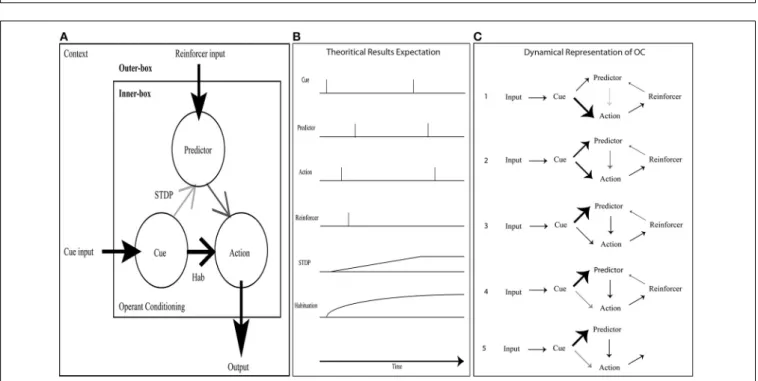 FIGURE 3 | OC simulation with a minimal neural component set. (A) The inner-box consists of a Cue neuron feeding an Action neuron with a strong synaptic link (bold) and a Predictor neuron with a weak link (pale); the link between Predictor and Action is of
