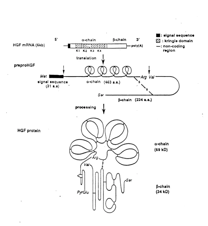 Figure 1. Representation du processus de maturation du HGF L'ARNm du HGF sera traduit en une molecule nommee pre-pro-HGF