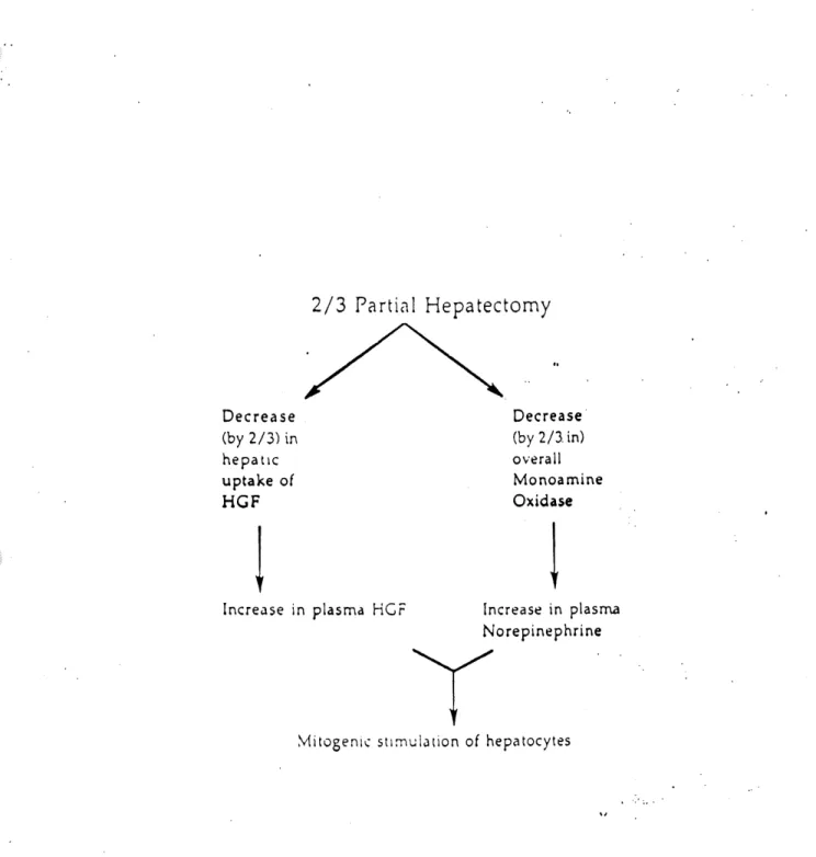 Figure 4. Hypothese de Michalopoulos sur Ie role du HGF dans la regeneration du foie Une hepatectomie a 70% empeche I'elimination du HGF par Ie foie ainsi que celle des monoamine oxidases ayant pour consequence d'engendrer une augmentation de leur concentr