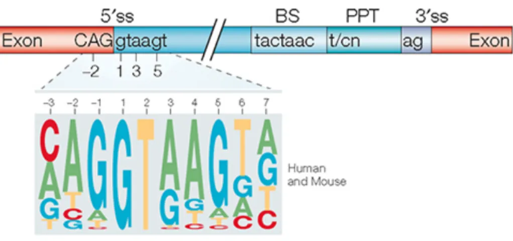 Figure 2: The core splicing signals of an intron. (Top); The consensus sequences of the  5´splice  site  with  relative  positions  upstream  and  downstream,  branch  point  sequence,  polypyrimidine  tract,  and  the  3´splice  site  is  shown